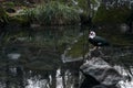Lonely muscovy duck stands on a stone in the middle of an autumn pond in a landscape park Royalty Free Stock Photo