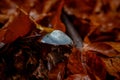 Lonely mushroom deep in the autumn forest