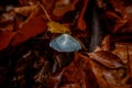 Lonely mushroom deep in the autumn forest