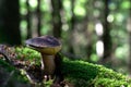 Lonely mushroom in the forest
