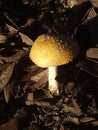 Lonely Mushroom fugus Royalty Free Stock Photo