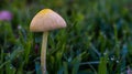 mushroom among the grass with dew after the rain Royalty Free Stock Photo