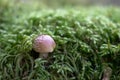 Lonely mushroom on green bed of ferns