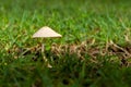 Lonely Mushroom growing in a field of grass Royalty Free Stock Photo