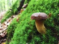 Lonely mushroom growing in wild autumn forest