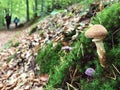 Lonely mushroom growing in wild autumn forest