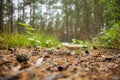 Lonely mushroom