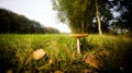 Lonely Mushroom Royalty Free Stock Photo