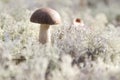 The lonely mushroom