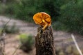 Lonely mushroom a wet trunk, orange mushroom well lit during a snowfall Royalty Free Stock Photo