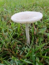 lonely mushroom Royalty Free Stock Photo