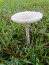 lonely mushroom