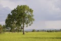 Lonely Native trees surrounded by rice fields producing rice for human consumption Thailand Asia Royalty Free Stock Photo