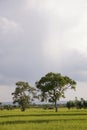 Lonely Native trees surrounded by rice fields producing rice for human consumption Thailand Asia Royalty Free Stock Photo