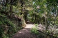 Lonely New Zealand Forest Trail Royalty Free Stock Photo