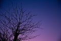 Lonely night, summer fall season beautiful dusk sky. Royalty Free Stock Photo