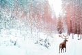 Lonely noble deer against winter fairy forest. Winter Christmas holiday image. Image toned in pink and blue color