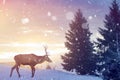 Lonely noble deer in winter fairy forest against sunrise Royalty Free Stock Photo