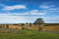 Lonely not outspoken tree in a green countryside under blue skie