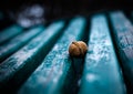 Lonely nut Royalty Free Stock Photo