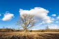 Lonely oak against the blue sky. Spring cultivated fields Royalty Free Stock Photo