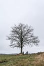 Lonely oak without foliage in a field against a cloudy sky, nature abstract background Royalty Free Stock Photo