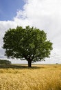 lonely oak growing in a field Royalty Free Stock Photo