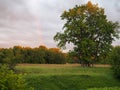 Lonely oak