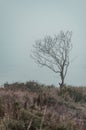 Lonely oak standing in a field Royalty Free Stock Photo