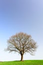 Lonely oak teree Royalty Free Stock Photo