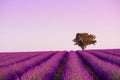 Lonely oak tree on blooming lavender field in Valensole Provence Royalty Free Stock Photo