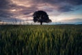 Lonely oak tree centered in the middle of the frame in a wheat field against dramatic sky Royalty Free Stock Photo