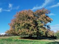 Lonely Oak tree field Royalty Free Stock Photo