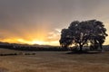 Lonely oak tree on harvested wheat fields at sunset Royalty Free Stock Photo