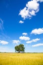 Lonely oak tree and blue sky Royalty Free Stock Photo