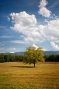 Lonely Oak Tree Landscape In Cades Cove Field Royalty Free Stock Photo