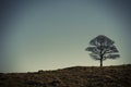 Lonely oak tree in Lyme Park, Stockport Cheshire England winter day.