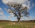 Lonely Oak Tree by a meandering Path Royalty Free Stock Photo