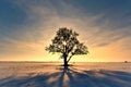 Lonely oak tree on a snowy field Royalty Free Stock Photo