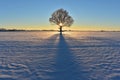 Lonely oak tree on a snowy field. Winter sunset or sunrise in Europe Royalty Free Stock Photo