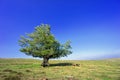 Lonely oak tree at spring Royalty Free Stock Photo