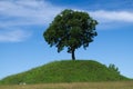 Lonely oak tree on the top of a hill Royalty Free Stock Photo