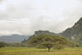 A lonely old acacia tree in the meadow. Royalty Free Stock Photo