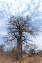 Lonely old baobab tree Royalty Free Stock Photo
