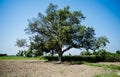 Lonely old big tree under blue sky in the field Royalty Free Stock Photo