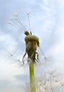 Lonely old dandelion Royalty Free Stock Photo