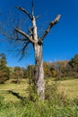 Lonely, old and dead tree on the green meadow Royalty Free Stock Photo