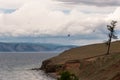 A lonely old dry tree stands on the shore of Lake Baikal. Birds fly seagulls. Royalty Free Stock Photo