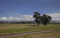 A Lonely old green tree near to a railroad way in middle of a green country farm