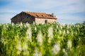 Lonely old house in the middle of field Royalty Free Stock Photo